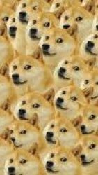 much doge Meme Template