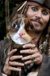 Jack sparrow n a bottle of grumpy cat Meme Template