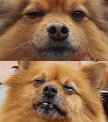 Dogs Before After Meme Template