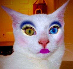 Makeup cat Meme Template