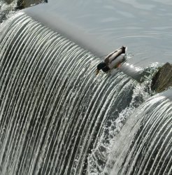 Duck over waterfall Meme Template