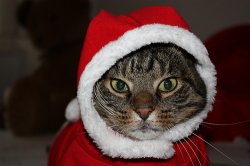 Santa Hat Cat Meme Template
