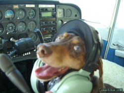 Pilot dog Meme Template