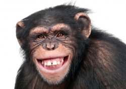 grinning monkey Meme Template