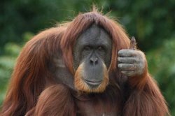 Orangutan approves Meme Template