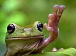 Angry Tree Frog Meme Template