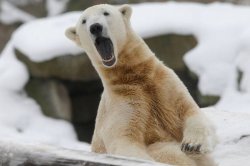 Popular Opinion Polar Bear Meme Template