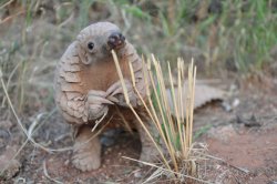 Pondering Pangolin Meme Template