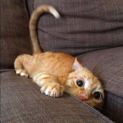 Sofa Cat Meme Template