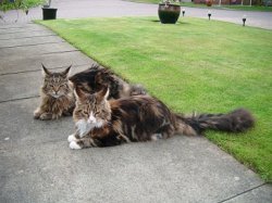 Maine coon Meme Template