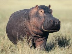 Hippo Meme Template