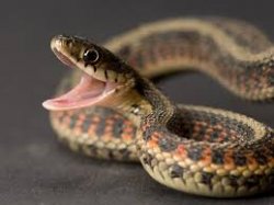 Dangernoodle Meme Template