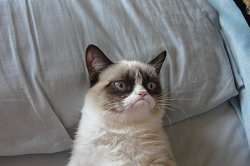 Grumpy Cat pillow Meme Template