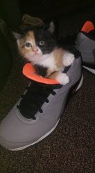 ShoeKitten Meme Template