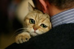 Grab pussy Meme Template