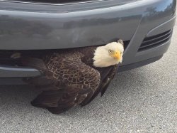 Bald Eagle Car Florida Meme Template