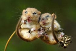 mice Meme Template