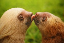 sloths-kissing Meme Template