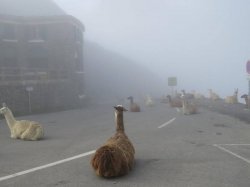 Alpacalypse Now Meme Template