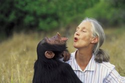 Jane Goodall Meme Template