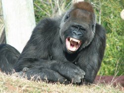 harambe thinks its funny Meme Template