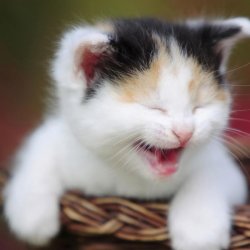 Cute Laughing Kitten Meme Template