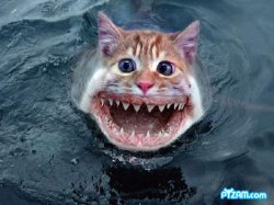 Pussy Dentata Meme Template
