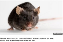 science lab mouse Meme Template
