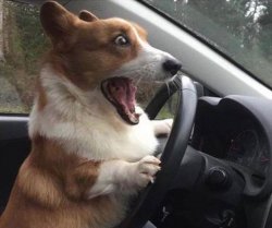 dog driving Meme Template