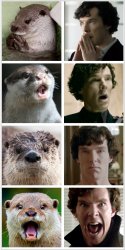 Sherlock - Otters Who Look Like Benedict Cumberbatch Meme Template