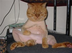 shaved pussy Meme Template