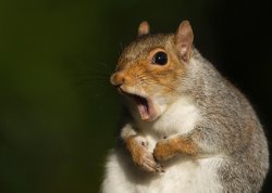Evicted squirrel Meme Template