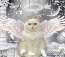 Cat Angel Meme Template