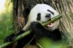 Panda Flute Meme Template