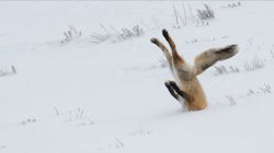 Fox head in snow Meme Template