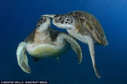 Turtles kiss Meme Template