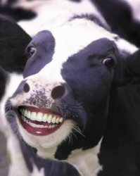 Laughing Cow Meme Template