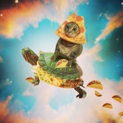 Pizza Cat Taco Turtle Meme Template