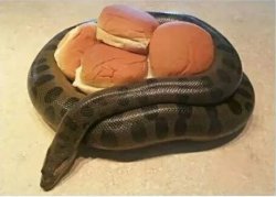 Anaconda Buns Meme Template
