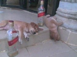 Turnt Puppies Meme Template