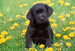 Black Labs Matter Meme Template