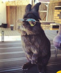 ridiculously photogenic bunny Meme Template