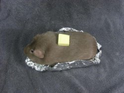Baked potato Guinea pig Meme Template