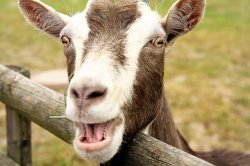 Laughing goat Meme Template