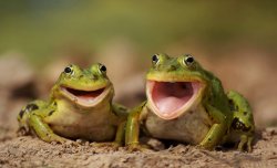Frog Joy Meme Template