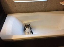 Bathtub cat Meme Template