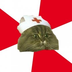 Nursing cat Meme Template