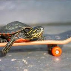 Turtle on skateboard Meme Template