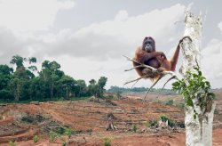Orangutan's home lost to oil palm deforestation Meme Template