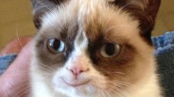 Grumpy Happy Cat Meme Template